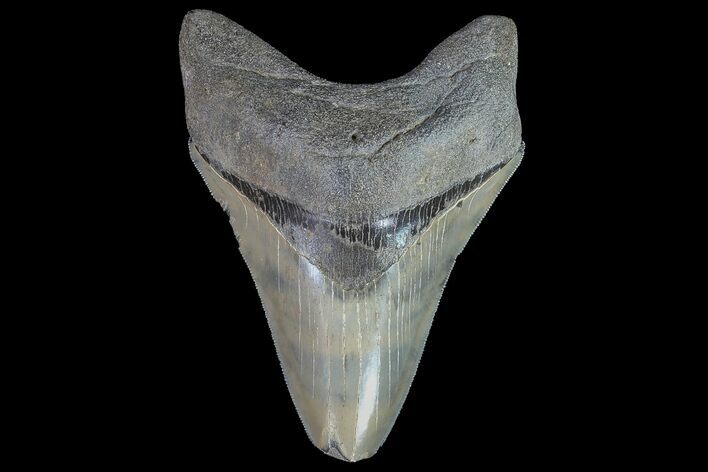 Serrated, Megalodon Tooth - Feeding Damaged Tip #77504